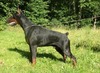 IRINLAND EROS ERATO