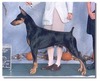 CH CAMBRIA'S HIGHLY REGARDED