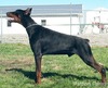HISMERH BEN HUR (BENNY)