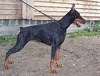 THABATA THELMA DI CAMPOVALANO