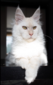 Velvet Romeo von Palut (Romeo)