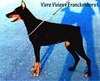 VIVRE VIVIEN VOM FRANCKENHORST